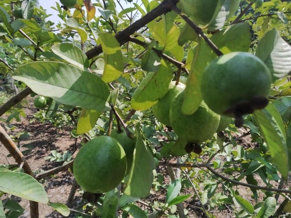 Revadanda Pratik Mango Farm Houseヴィラ エクステリア 写真