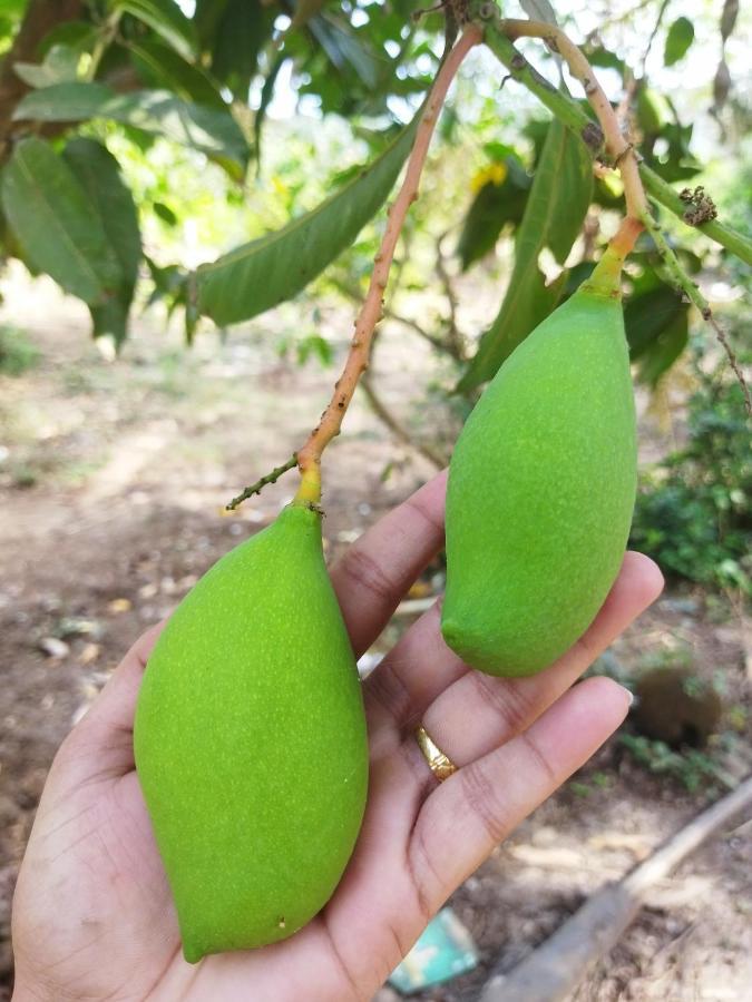 Revadanda Pratik Mango Farm Houseヴィラ エクステリア 写真